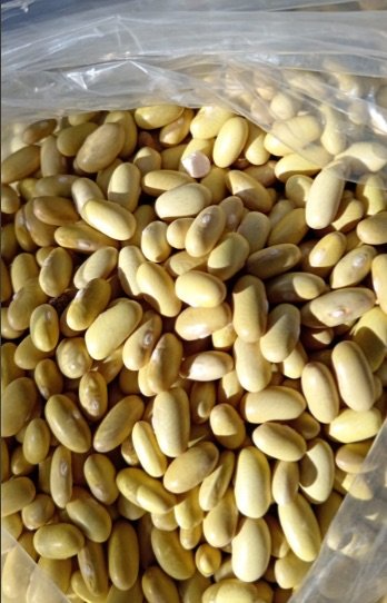 Peruvian beans, Higuera
