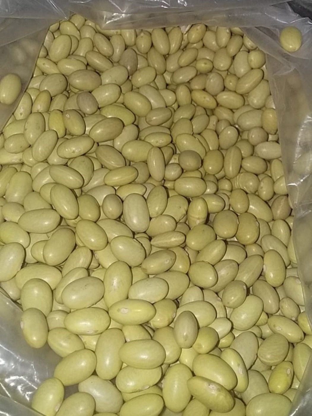 Peruvian beans, Reyna