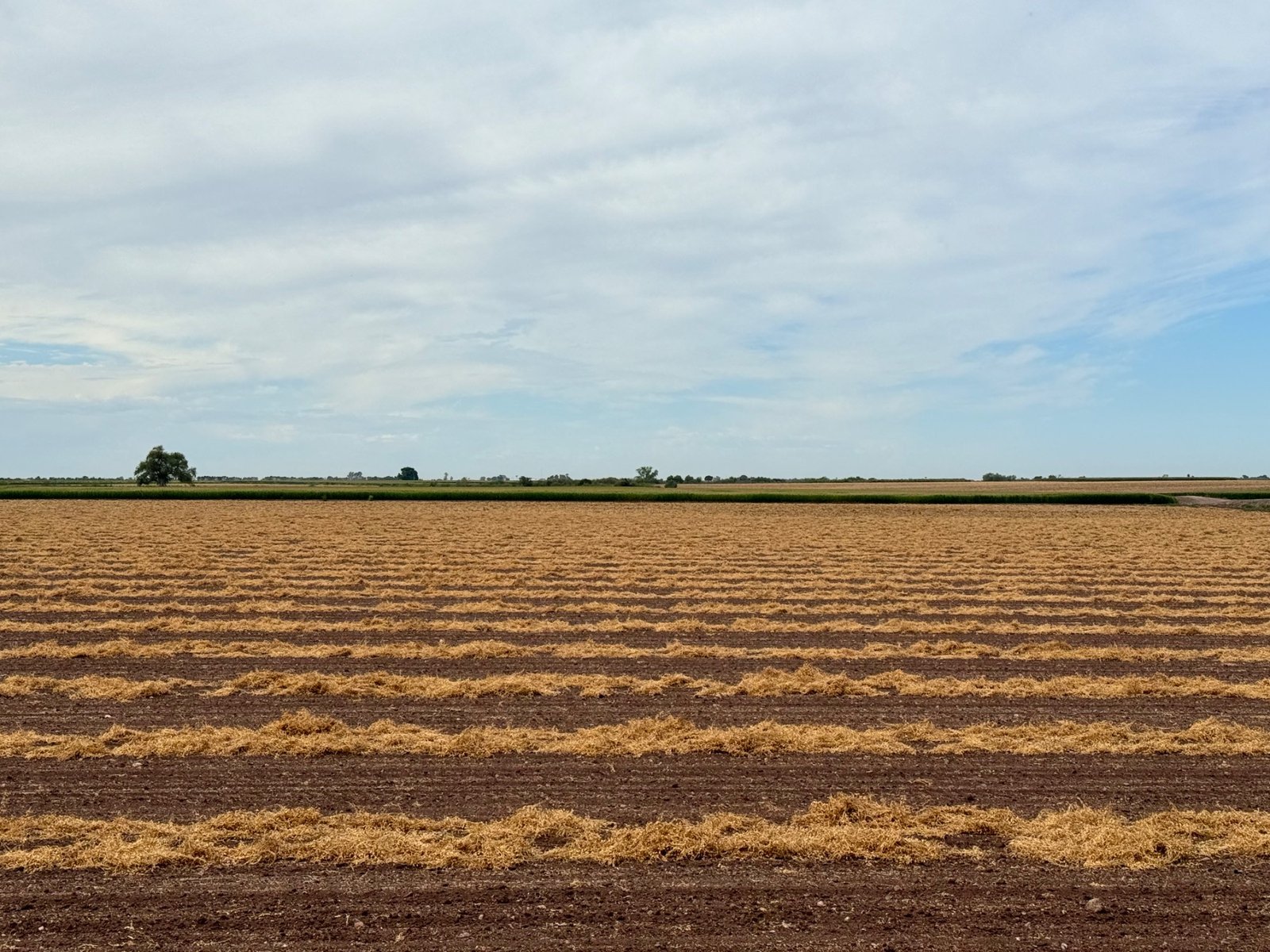 Chickpea harvest windrows in Sinaloa
